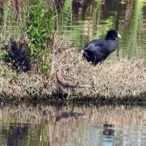 Gallinago hardwickii at Fyshwick, ACT - 21 Oct 2019