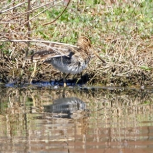 Gallinago hardwickii at Fyshwick, ACT - 21 Oct 2019 02:55 PM