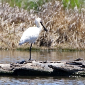 Platalea regia at Fyshwick, ACT - 21 Oct 2019