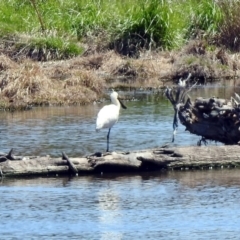 Platalea regia at Fyshwick, ACT - 21 Oct 2019