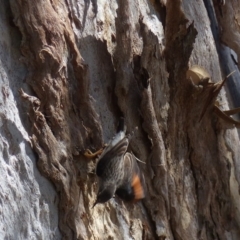 Daphoenositta chrysoptera (Varied Sittella) at Black Range, NSW - 22 Oct 2019 by MatthewHiggins