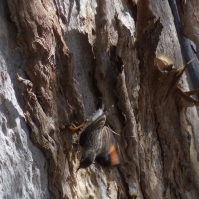 Daphoenositta chrysoptera (Varied Sittella) at Black Range, NSW - 22 Oct 2019 by MatthewHiggins