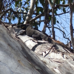 Varanus varius at Black Range, NSW - 22 Oct 2019