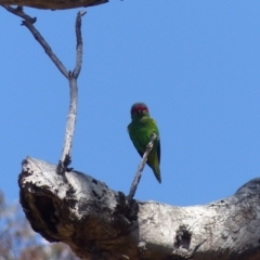 Glossopsitta concinna (Musk Lorikeet) at Black Range, NSW - 22 Oct 2019 by MatthewHiggins