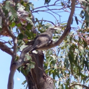 Cacomantis pallidus at Black Range, NSW - 20 Oct 2019