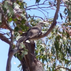Cacomantis pallidus (Pallid Cuckoo) at Black Range, NSW - 20 Oct 2019 by MatthewHiggins