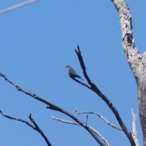 Lopholaimus antarcticus at Black Range, NSW - 22 Oct 2019 12:08 PM