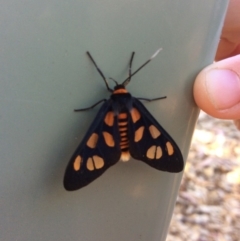 Amata (genus) (Handmaiden Moth) at Pambula, NSW - 17 Oct 2019 by elizabethgleeson