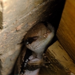 Tiliqua scincoides scincoides (Eastern Blue-tongue) at Florey, ACT - 21 Oct 2019 by Kurt