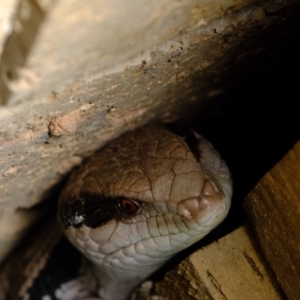 Tiliqua scincoides scincoides at Florey, ACT - 21 Oct 2019 01:36 PM