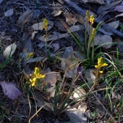 Bulbine bulbosa (Golden Lily) at Kama - 22 Oct 2019 by Kurt