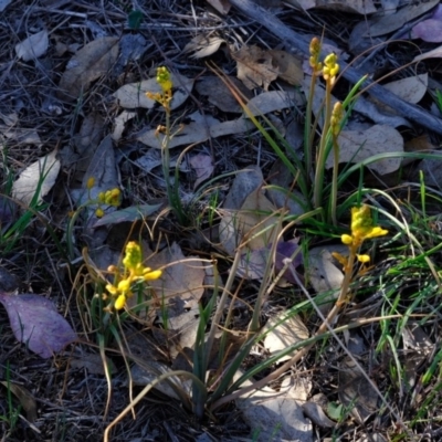 Bulbine bulbosa (Golden Lily, Bulbine Lily) at Dunlop, ACT - 22 Oct 2019 by Kurt