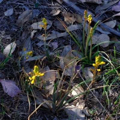 Bulbine bulbosa (Golden Lily) at Molonglo River Reserve - 22 Oct 2019 by Kurt