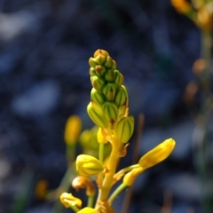 Bulbine bulbosa at Molonglo River Reserve - 22 Oct 2019