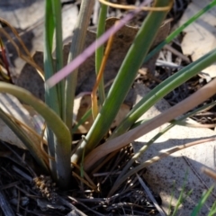 Bulbine bulbosa at Molonglo River Reserve - 22 Oct 2019