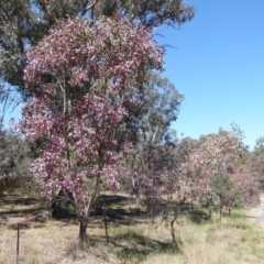 Eucalyptus blakelyi (Blakely's Red Gum) at Woodstock Nature Reserve - 22 Oct 2019 by Christine