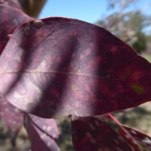 Eucalyptus blakelyi at Woodstock Nature Reserve - 22 Oct 2019 01:40 PM