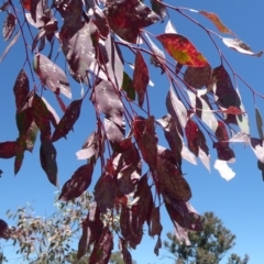 Eucalyptus blakelyi at Woodstock Nature Reserve - 22 Oct 2019 01:40 PM