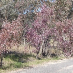 Eucalyptus blakelyi at Woodstock Nature Reserve - 22 Oct 2019