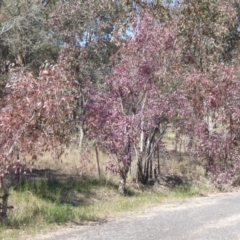 Eucalyptus blakelyi at Woodstock Nature Reserve - 22 Oct 2019 01:40 PM