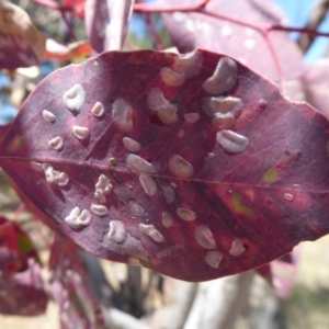 Eucalyptus blakelyi at Woodstock Nature Reserve - 22 Oct 2019