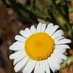 Brachyscome diversifolia var. diversifolia (Large-headed Daisy) at Mount Majura - 20 Oct 2019 by Jiggy