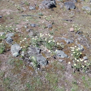 Brachyscome diversifolia var. diversifolia at Hackett, ACT - 20 Oct 2019