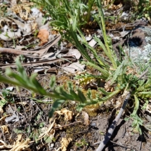 Brachyscome diversifolia var. diversifolia at Hackett, ACT - 20 Oct 2019