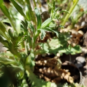 Brachyscome diversifolia var. diversifolia at Hackett, ACT - 20 Oct 2019