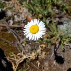 Brachyscome diversifolia var. diversifolia at Hackett, ACT - 20 Oct 2019 12:37 PM