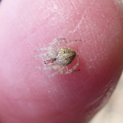 Araneidae (family) (Orb weaver) at Dunlop, ACT - 22 Oct 2019 by Christine