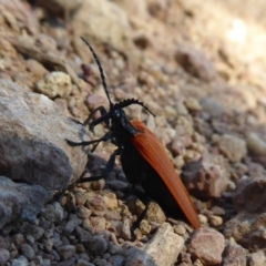 Porrostoma sp. (genus) (Lycid, Net-winged beetle) at Dunlop, ACT - 22 Oct 2019 by Christine