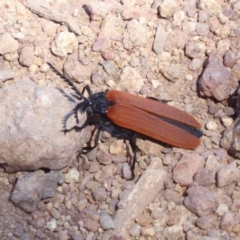 Porrostoma sp. (genus) at Dunlop, ACT - 22 Oct 2019