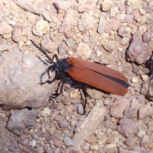 Porrostoma sp. (genus) at Dunlop, ACT - 22 Oct 2019