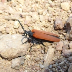 Porrostoma sp. (genus) at Dunlop, ACT - 22 Oct 2019