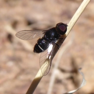 Bombyliidae (family) at Dunlop, ACT - 22 Oct 2019 12:23 PM