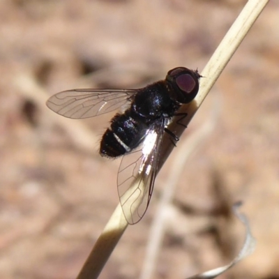 Bombyliidae (family) (Unidentified Bee fly) at Woodstock Nature Reserve - 22 Oct 2019 by Christine