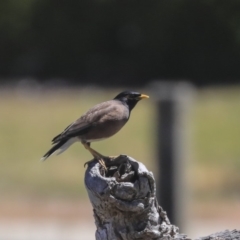 Acridotheres tristis (Common Myna) at McKellar, ACT - 22 Oct 2019 by Alison Milton