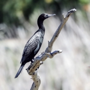 Phalacrocorax sulcirostris at McKellar, ACT - 22 Oct 2019 12:30 PM