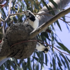 Grallina cyanoleuca at McKellar, ACT - 22 Oct 2019 12:32 PM