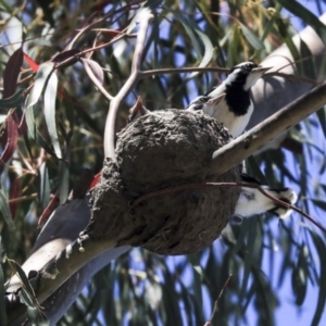 Grallina cyanoleuca at McKellar, ACT - 22 Oct 2019