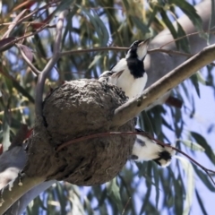 Grallina cyanoleuca at McKellar, ACT - 22 Oct 2019