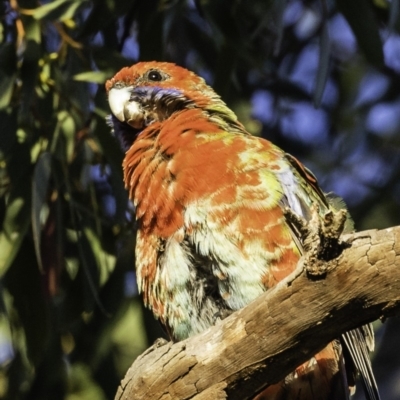 Platycercus elegans x eximius (hybrid) (Crimson x Eastern Rosella (hybrid)) at Red Hill to Yarralumla Creek - 12 Oct 2019 by BIrdsinCanberra