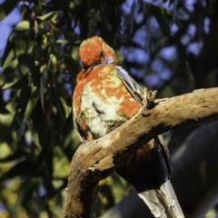 Platycercus elegans x eximius (hybrid) at Hughes, ACT - 13 Oct 2019 07:13 AM