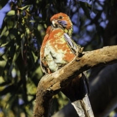 Platycercus elegans x eximius (hybrid) at Hughes, ACT - 13 Oct 2019 07:13 AM