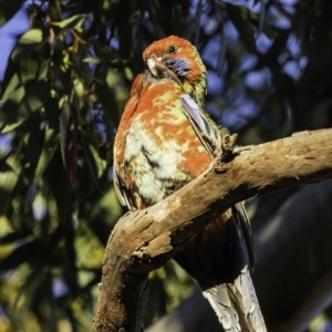 Platycercus elegans x eximius (hybrid) at Hughes, ACT - 13 Oct 2019 07:13 AM