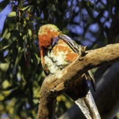 Platycercus elegans x eximius (hybrid) at Hughes, ACT - 13 Oct 2019 07:13 AM