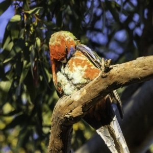 Platycercus elegans x eximius (hybrid) at Hughes, ACT - 13 Oct 2019 07:13 AM