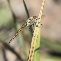 Hemicordulia tau (Tau Emerald) at Bruce, ACT - 22 Oct 2019 by AlisonMilton