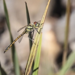 Hemicordulia tau at Bruce, ACT - 22 Oct 2019